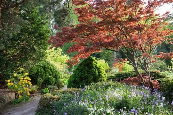 acer-and-bluebells-sandstone-rock-garden